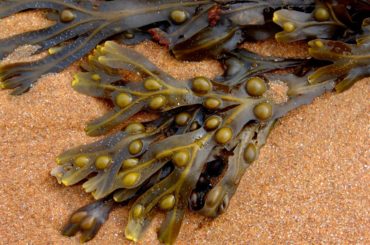 Alga Fucus ad azione ipolipidemica