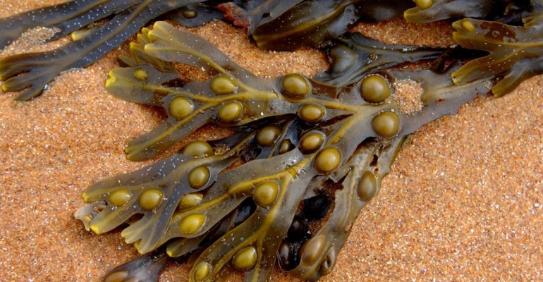 Fucus alga with hypolipidemic action