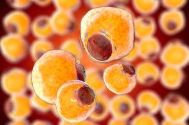 An enzyme called SNRK reduce obesity