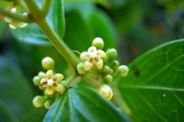 Gymnema sylvestre and metabolic disorders: new evidences!