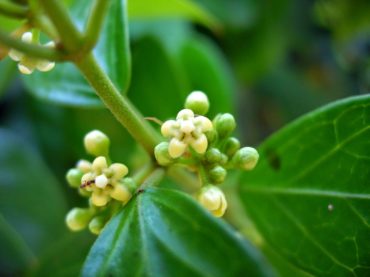 Gymnema sylvestre and metabolic disorders: new evidences!