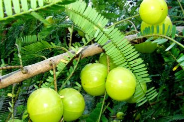 Amalaki (Phyllanthus emblica): a rich food source of natural vitamin C
