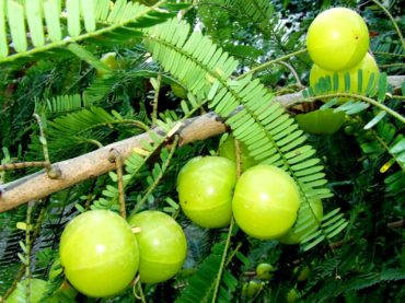 Amalaki (Phyllanthus emblica): a rich food source of natural vitamin C