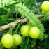 Amalaki (Phyllanthus emblica): a rich food source of natural vitamin C