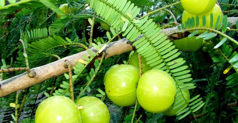 Amalaki (Phyllanthus emblica): una ricca fonte di vitamina C naturale