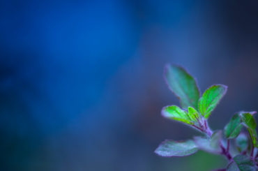 Tulsi (Ocimum sanctum): “the incomparable” of Ayurveda