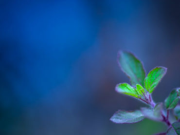 Tulsi (Ocimum sanctum): “the incomparable” of Ayurveda