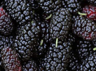 Mulberry fruit: source of polysaccharides with a prebiotic action